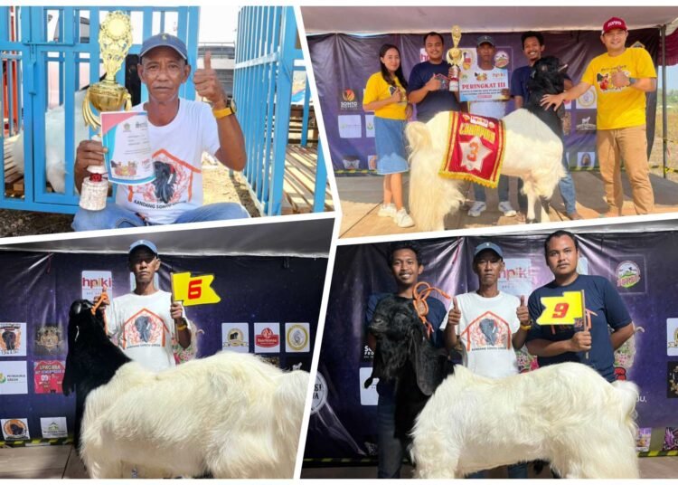 Gresik Kondusif, H Yazid Sabet Juara 3 Kontes Kambing Etawa HPDKI di Abar Abir Bungah