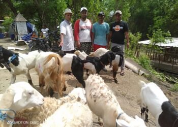 Bangkitkan Ketahanan Pangan, Warga Klangonan Kebomas Gotong Royong Kelola Kambing Komunal