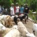 Bangkitkan Ketahanan Pangan, Warga Klangonan Kebomas Gotong Royong Kelola Kambing Komunal
