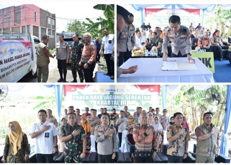 Polres Gresik Bersama Petrokimia Sukses Panen Jagung 5 Ton, Wujud Nyata Dukung Swasembada Pangan 2025