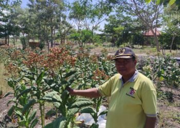 Ciptakan Lapangan Kerja Baru, Kades Pengalangan Menganti Ajak Buruh Tani Tanam Tembakau