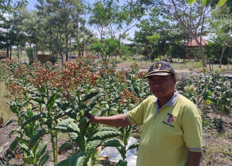 Ciptakan Lapangan Kerja Baru, Kades Pengalangan Menganti Ajak Buruh Tani Tanam Tembakau