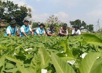 Istimewa !! Desa Kalipadang Benjeng Jadi Penopang Utama Pasokan Sayur di Jawa Timur