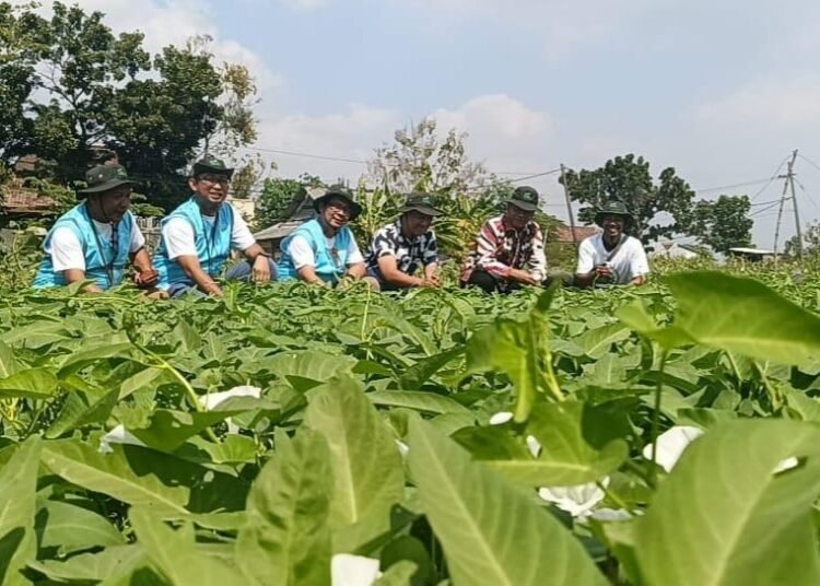 Istimewa !! Desa Kalipadang Benjeng Jadi Penopang Utama Pasokan Sayur di Jawa Timur