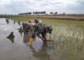 Babinsa Duduksampeyan Dampingi Petani Desa Gredek Tanam Padi Perkuat Ketahanan Pangan