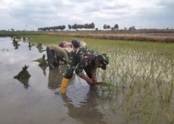 Babinsa Duduksampeyan Dampingi Petani Desa Gredek Tanam Padi Perkuat Ketahanan Pangan