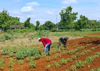 Babinsa Sidayu Penuh Semangat Bantu Petani Dukung Program Ketahanan Pangan Desa