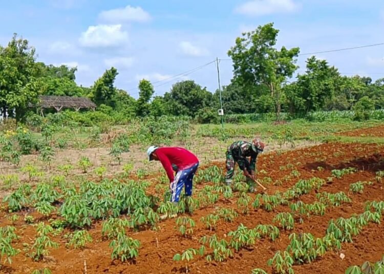 Babinsa Sidayu Penuh Semangat Bantu Petani Dukung Program Ketahanan Pangan Desa