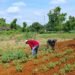 Babinsa Sidayu Penuh Semangat Bantu Petani Dukung Program Ketahanan Pangan Desa