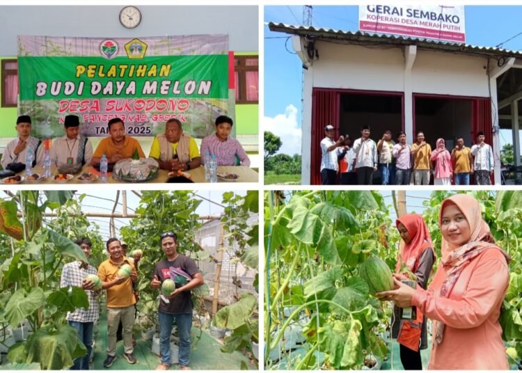 Jumat Berkah, Pemdes Sukodono Launching Gerai Sembako KDMP dan Panen Buah Melon