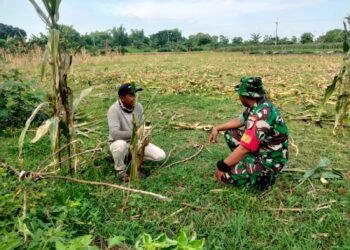 Dukung Ketahanan Pangan, Babinsa Sidayu Lakukan Pendampingan Persiapan Lahan Jagung