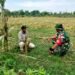 Dukung Ketahanan Pangan, Babinsa Sidayu Lakukan Pendampingan Persiapan Lahan Jagung