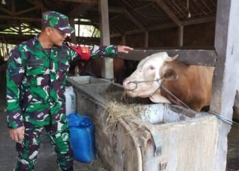 Babinsa Balongpanggang Dorong Peternakan Sapi Ramah Lingkungan di Desa Kedungpring