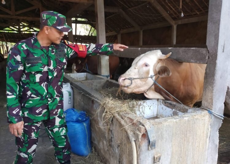 Babinsa Balongpanggang Dorong Peternakan Sapi Ramah Lingkungan di Desa Kedungpring