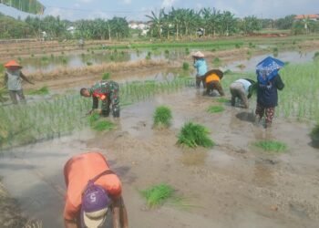 Tak Kenal Libur !! Babinsa Koramil Bungah Dampingi Petani Tanam Padi di Desa Sidokumpul