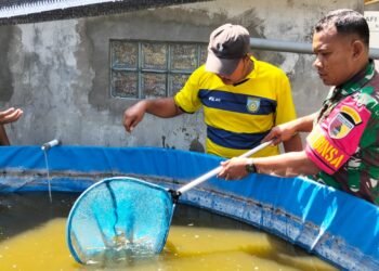 Penuh Semangat !! Babinsa Manyar Dorong Produktivitas Budidaya Lele di Desa Sembayat