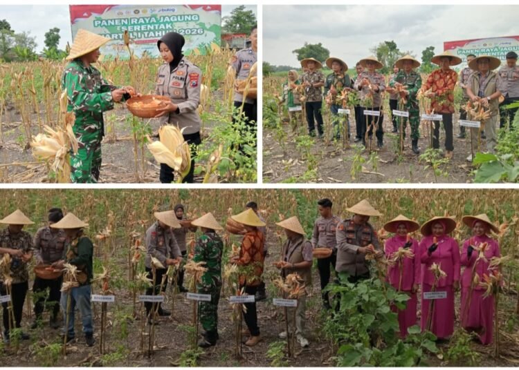 TNI-POLRI Dukung Penuh Panen Raya Jagung Serentak Kuartal I 2026 di Wringinanom