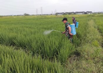 Kodim 0817/Gresik Maksimalkan Lahan Tidur di Wedoroanom, Penanaman Capai 100 Persen