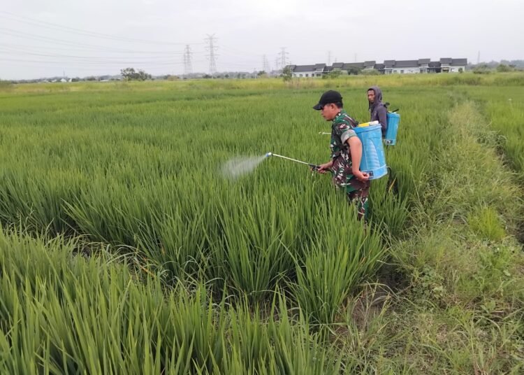 Kodim 0817/Gresik Maksimalkan Lahan Tidur di Wedoroanom, Penanaman Capai 100 Persen