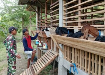 Ngabuburit Ramadan, Babinsa Balongpanggang Sambang Peternak Kambing di Kedungpring
