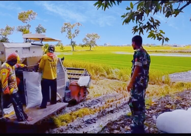 Ramadan Bertabur Cinta, Babinsa Balongpanggang Turun ke Sawah Sambangi Petani