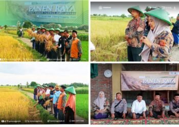 Program PEU Penzawa Kemenag Gresik Mendulang Sukses: Panen Padi Melimpah, Petani Sumringah