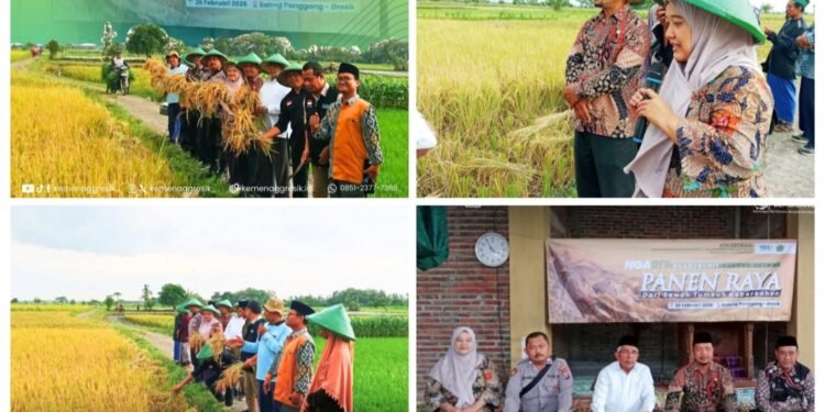 Program PEU Penzawa Kemenag Gresik Mendulang Sukses: Panen Padi Melimpah, Petani Sumringah