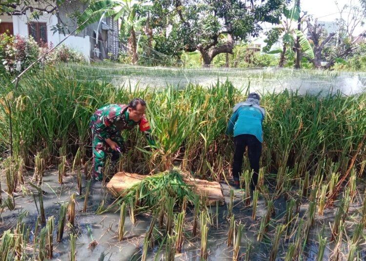 Semangat Idulfitri, Babinsa dan Petani Bersinergi Panen Padi di Peganden Manyar