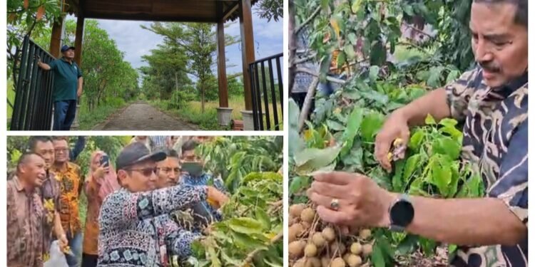 Ramadan Produktif !! Inovasi Desa Pengalangan Menganti, TKD Disulap Jadi Wisata Edukasi Petik Buah