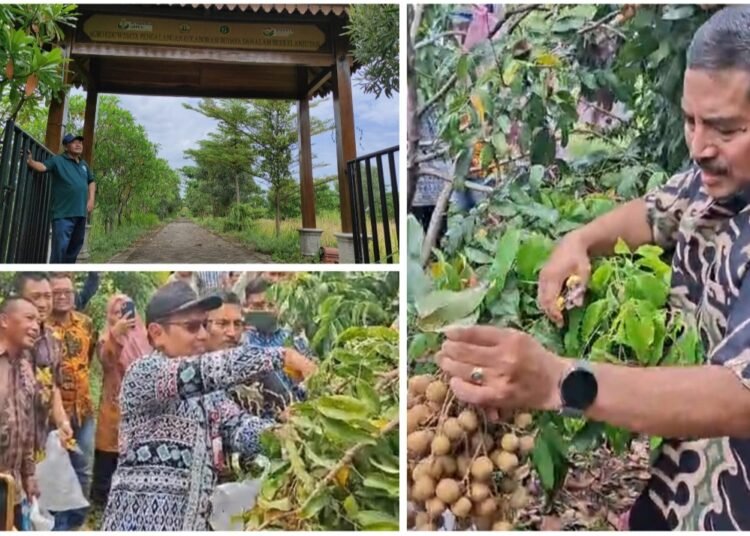 Ramadan Produktif !! Inovasi Desa Pengalangan Menganti, TKD Disulap Jadi Wisata Edukasi Petik Buah