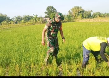 Babinsa Kedamean Tak Kenal Lelah Terjun ke Sawah Dorong Produktivitas Petani