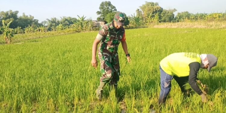 Babinsa Kedamean Tak Kenal Lelah Terjun ke Sawah Dorong Produktivitas Petani