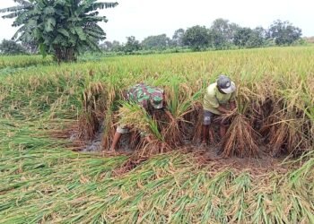 Babinsa Kedamean Rajin Turun ke Sawah Dampingi Petani Binaan Tingkatkan Hasil Panen 