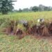 Babinsa Kedamean Rajin Turun ke Sawah Dampingi Petani Binaan Tingkatkan Hasil Panen