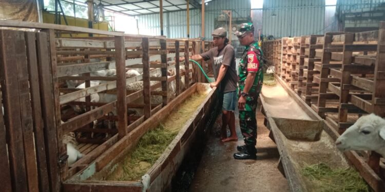 Jelang Idul Kurban, Babinsa Balongpanggang Berikan Motivasi Peternak Kambing Desa Wonorejo 