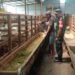Jelang Idul Kurban, Babinsa Balongpanggang Berikan Motivasi Peternak Kambing Desa Wonorejo