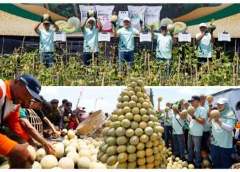 Petrokimia Gresik Sukses Tingkatkan Produktivitas Petani Melon di Wilayah Pantura Jawa Timur