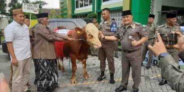 Ketua Umum MUI Gresik Apresiasi Semangat Satpol PP Berkurban Sapi: Sinergi Positif Perkuat Nilai-nilai Sosial Kemasyarakatan