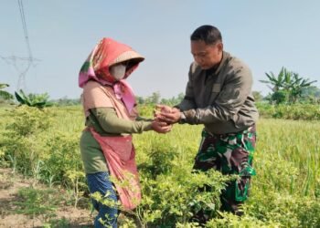 Hangatnya Kebersamaan TMMD, Kapten Kav Nyoman Bantu Bu Watinah Panen Cabai