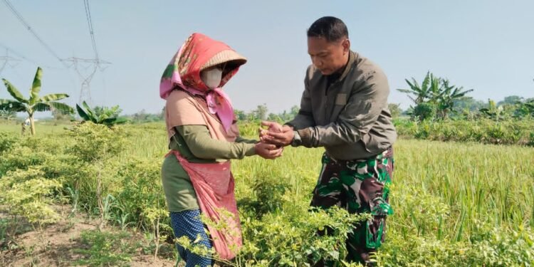 Hangatnya Kebersamaan TMMD, Kapten Kav Nyoman Bantu Bu Watinah Panen Cabai