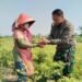 Hangatnya Kebersamaan TMMD, Kapten Kav Nyoman Bantu Bu Watinah Panen Cabai