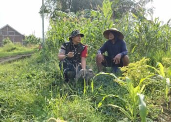 Tanpa Sekat, Dandim Gresik Duduk Bersama di Tengah Ladang Dengarkan Keluh Kesah Mbah Gimin