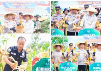 Polres Gresik Sukses Panen Raya Jagung 80 Ton di Panceng Dukung Ketahanan Pangan Nasional