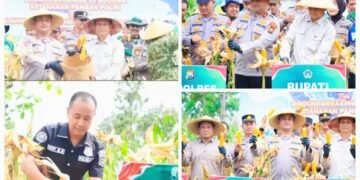 Polres Gresik Sukses Panen Raya Jagung 80 Ton di Panceng Dukung Ketahanan Pangan Nasional