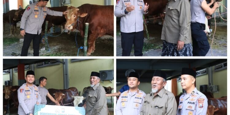 Polres Gresik Salurkan Hewan Qurban Iduladha 2026: 15 Ekor Sapi dan 76 Kambing