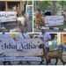 Rayakan Idul Adha, BKMS Bersama Tenant JIIPE Bagikan 8 Ekor Sapi dan 36 Kambing