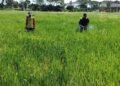 Babinsa Menganti Perkuat Semangat Petani, Pendampingan Berkelanjutan Wujudkan Swasembada Pangan