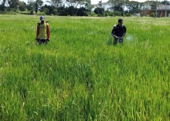 Babinsa Menganti Perkuat Semangat Petani, Pendampingan Berkelanjutan Wujudkan Swasembada Pangan
