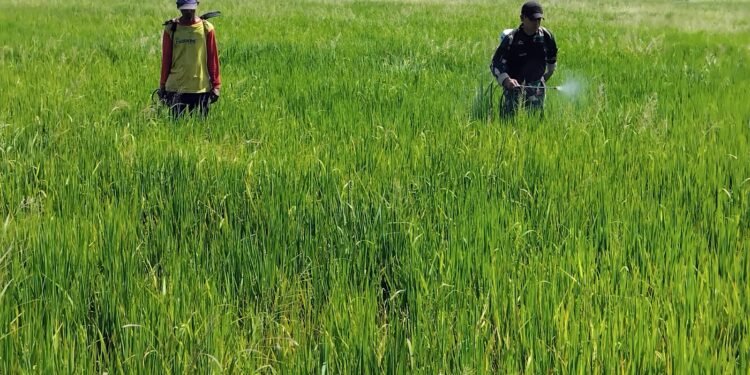 Babinsa Menganti Perkuat Semangat Petani, Pendampingan Berkelanjutan Wujudkan Swasembada Pangan