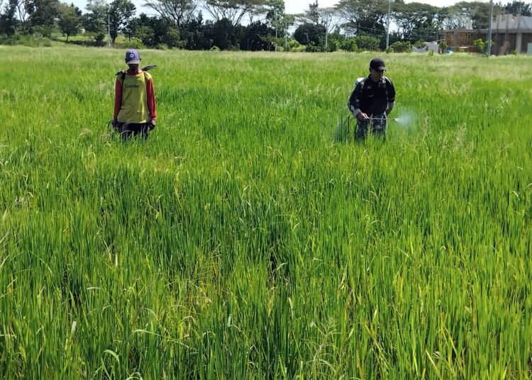 Babinsa Menganti Perkuat Semangat Petani, Pendampingan Berkelanjutan Wujudkan Swasembada Pangan